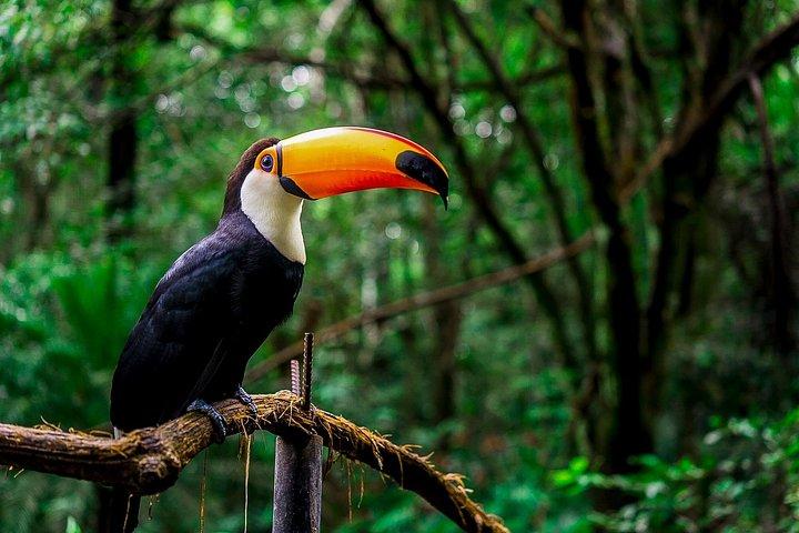 プエルトイグアスのイグアスの滝ツアーのブラジル側