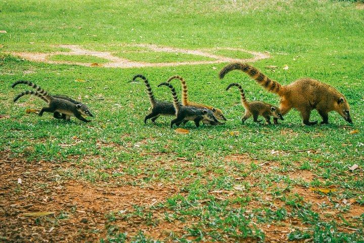 プエルトイグアスのイグアスの滝ツアーのブラジル側