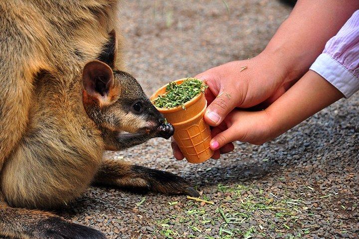 ブルーマウンテンズのハイライト、ワイルドライフパーク、シーニックワールドの終日プライベートツアー
