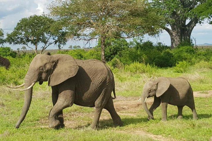 3-dages Mid-Range Lodge Safari til Tarangire, Lake Manyara & Ngorongoro Crater