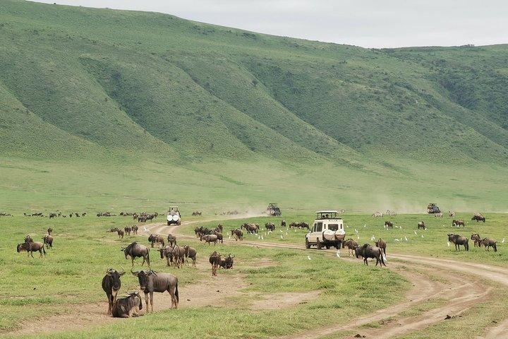 6 Dages Mid-Range Lodge Safari til Lake Manyara Serengeti Ngorongoro & Tarangire