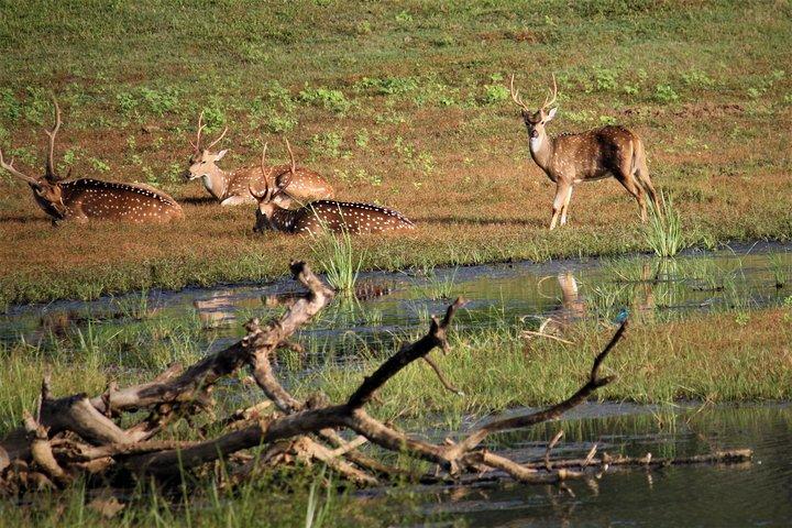 ヤラ国立公園ジープサファリ-1日旅行