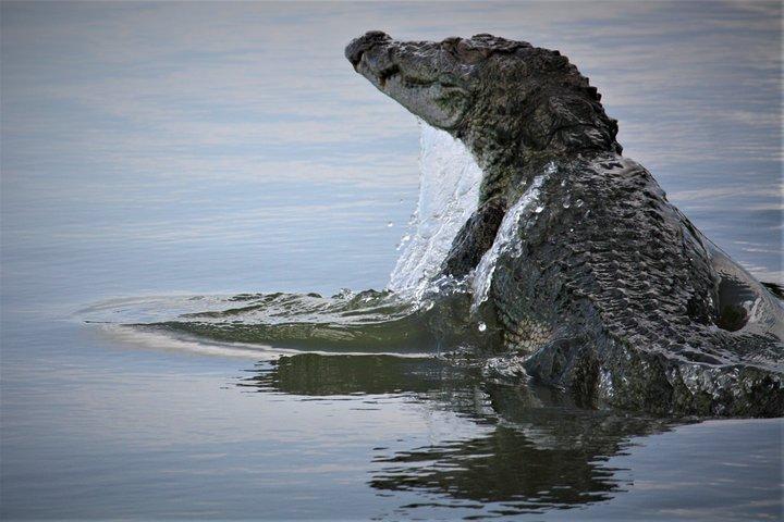 ヤラ国立公園ジープサファリ-1日旅行