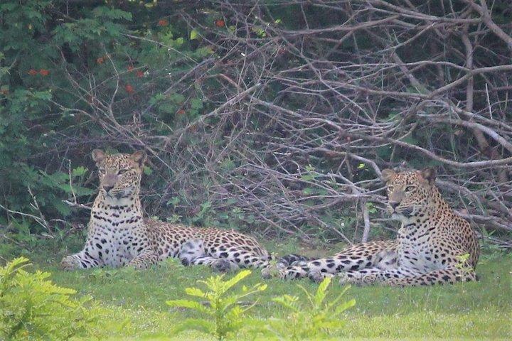 ヤラ国立公園ジープサファリ-1日旅行