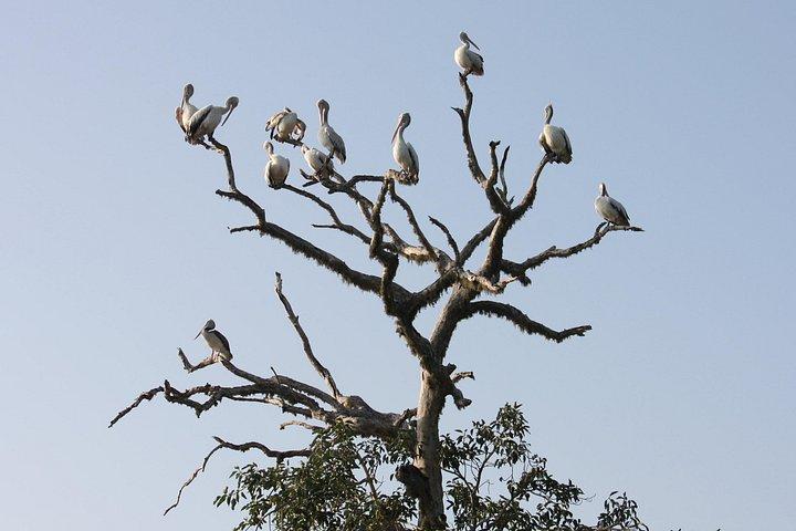 ヤラ国立公園ジープサファリ-1日旅行