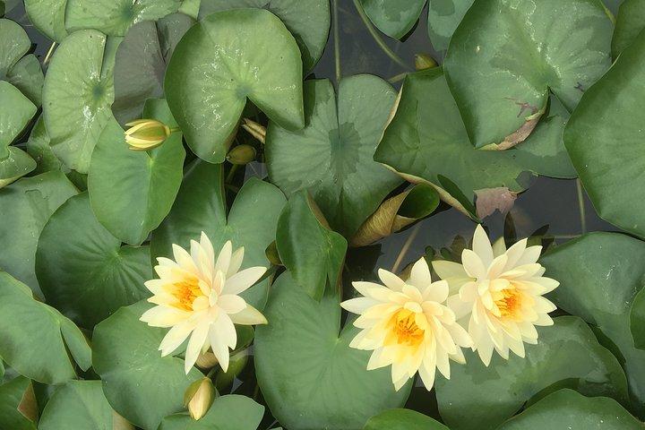 Private Day Tour naar Mount Lotus + Speedboot naar Hong Kong vanuit Guangzhou