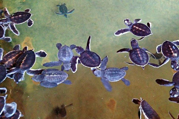 ベントータ、ヒッカドゥワ、ゴールの 1 日プライベート ツアー旅程
