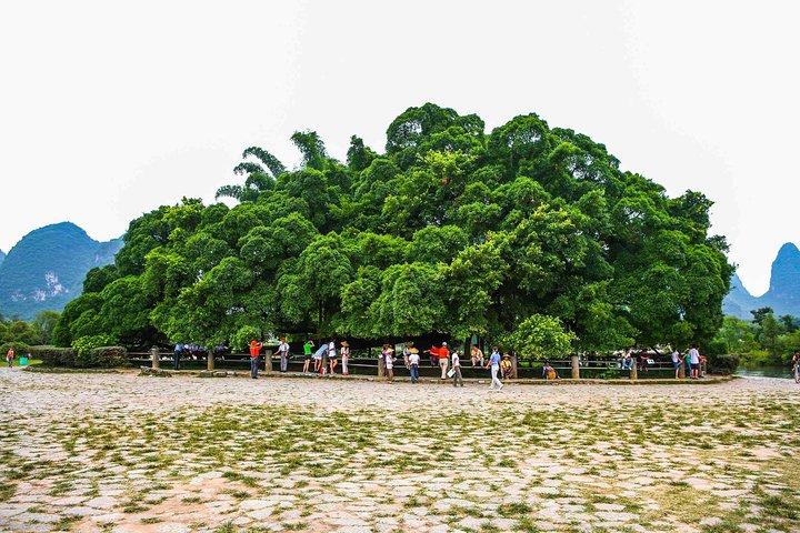 Yangshuo-dagstur: Big Banyan Tree, Moon Hill, West Street, Bamboo Raft Tour