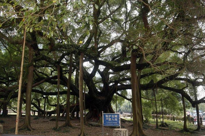 Yangshuo-dagstur: Big Banyan Tree, Moon Hill, West Street, Bamboo Raft Tour