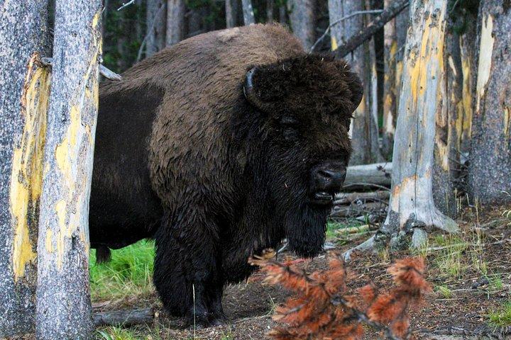 Yellowstone Private Lower Loop Adventure mit Mittagessen