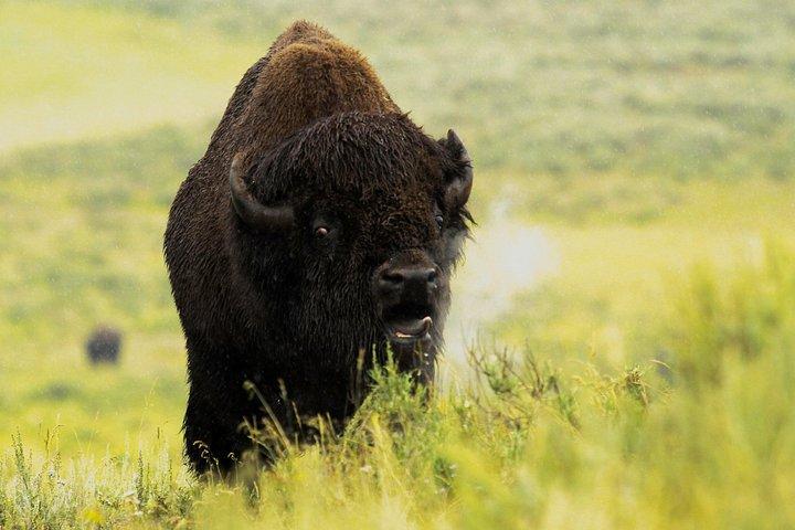 Yellowstone Private Lower Loop Adventure mit Mittagessen