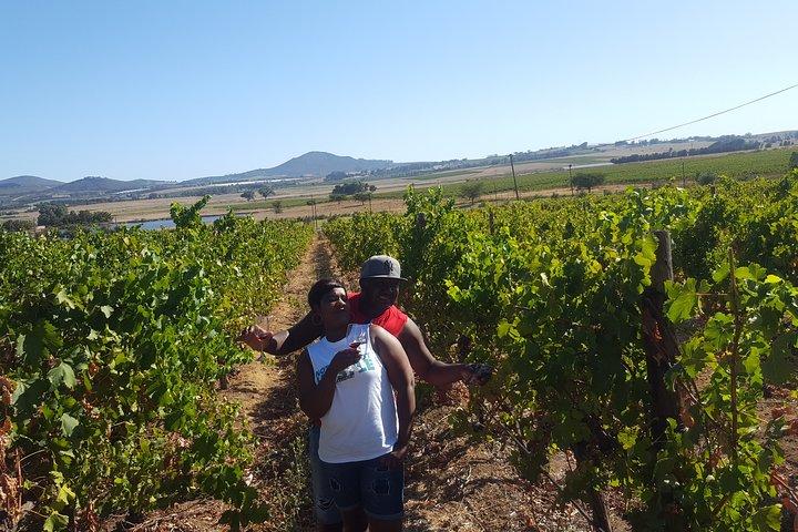 Excursion d'une journée à Stellenbosch Franschhoek avec dégustation de fromage