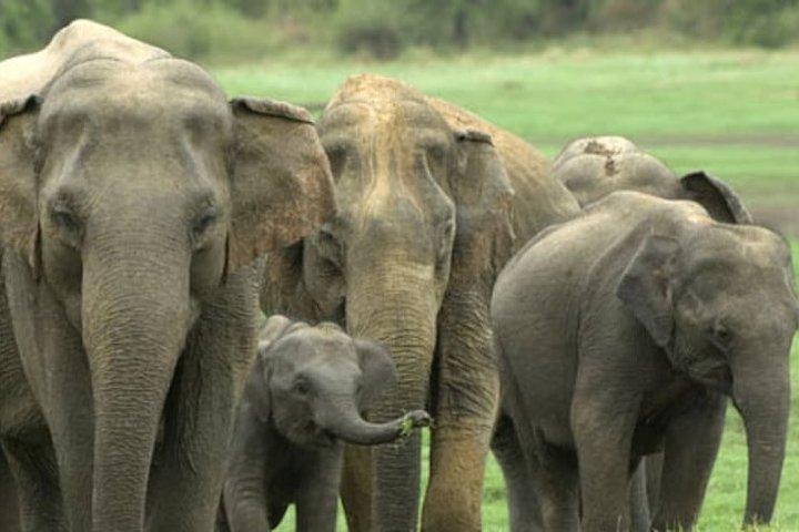 ヤーラ国立公園またはウダワラウェ国立公園への 1 日ツアー
