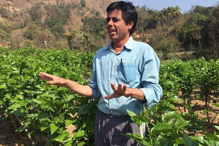Visita de um dia à fazenda de bicho-da-seda (sericultura) com caminhada fácil em Pokhara
