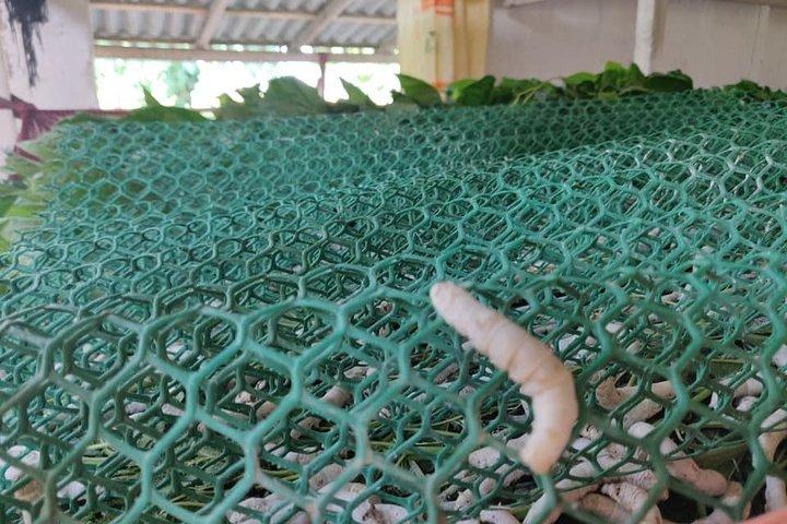 ポカラでの簡単なハイキングでカイコファーム（養蚕）の日帰り旅行