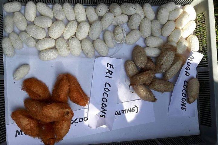 ポカラでの簡単なハイキングでカイコファーム（養蚕）の日帰り旅行