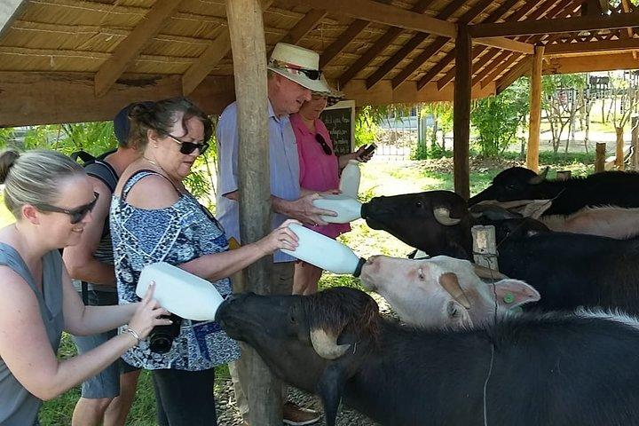 Luang Prabang City, Buffalo Dairy Farm und Kuangsi Falls - 1-tägige private Tour