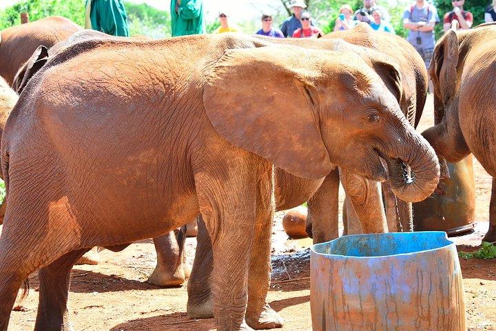 Visite guidée d'une journée de l'orphelinat des éléphants et du centre des girafes David Sheldrick