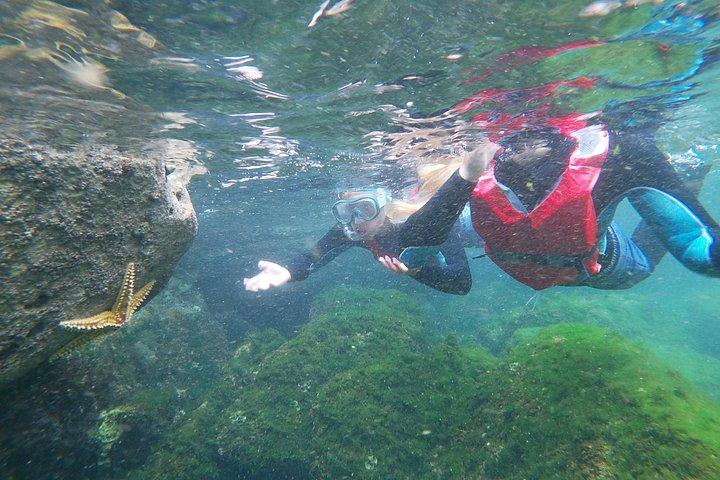 Kystrejseeventyr med snorkling: børneversion