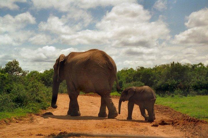 Private Elephant Sanctuary Tour from Pretoria