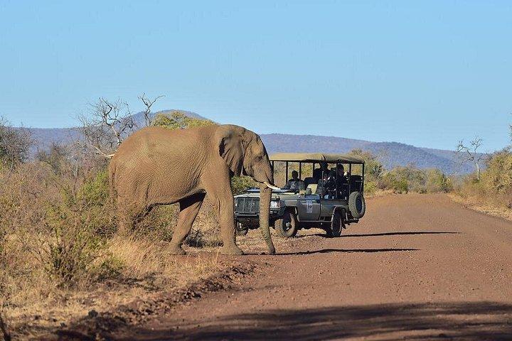Private Elephant Sanctuary Tour from Pretoria
