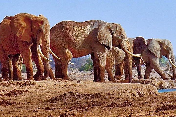 Private Elephant Sanctuary Tour from Pretoria