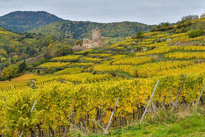 Private Alsace Wine Tasting & Basel Day Tour from Lucerne