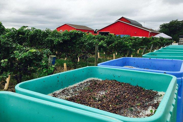 Degustazione di vini classici tra le righe