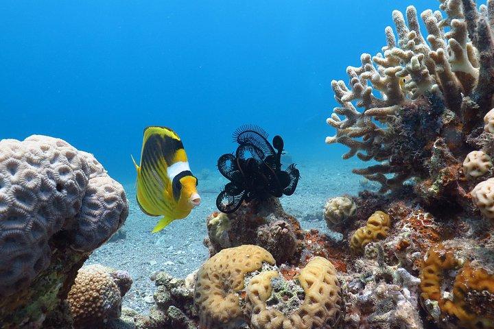 PADI Open Water Diver Course - 5 Days Scuba Diving