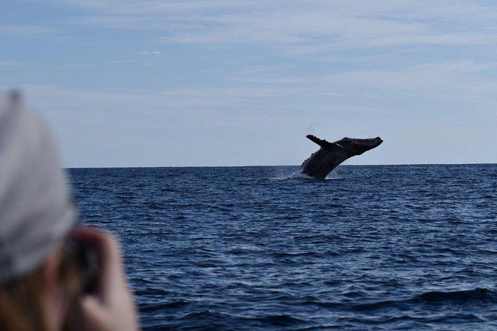 カボクジラウォッチング：女性クルー、確実な遭遇、写真付き