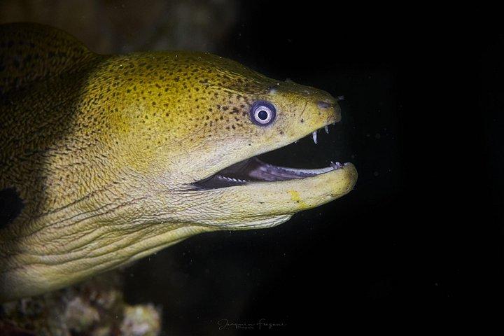Night Snorkeling