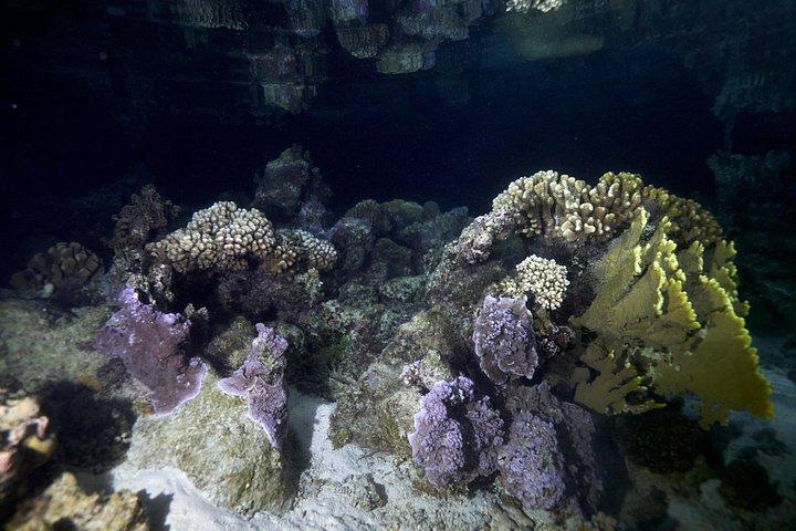 Night Snorkeling