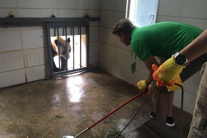 Privat halvdags Panda Volunteer Tour