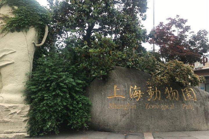 Tour privato dello zoo di Shanghai e crociera sul fiume Huangpu con pranzo dim sum