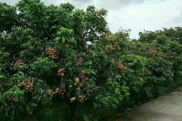 Excursión privada de un día por el pueblo de Xitou desde Guangzhou