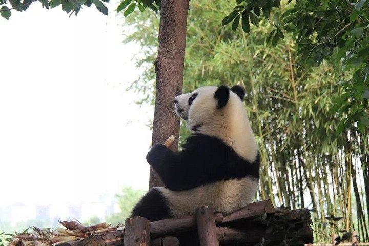 Excursión de medio día para grupos pequeños de cría de pandas de Chengdu