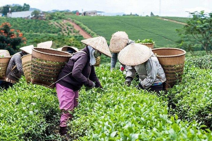 成都を体験してください：Mengdingshan茶畑のプライベート茶作り日帰りツアー