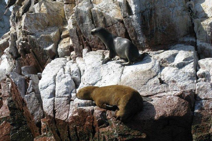 Boottocht naar de Ballestas-eilanden vanuit Paracas
