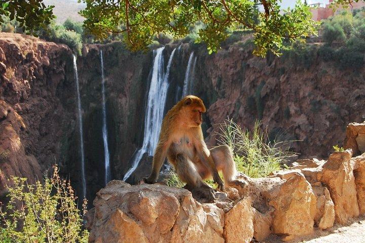 Marrakech: Ouzoud Waterfalls Day Trip & Optional Boat Ride