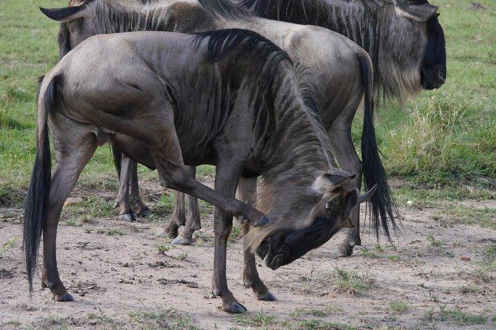 Arusha National Park Half Day Tour