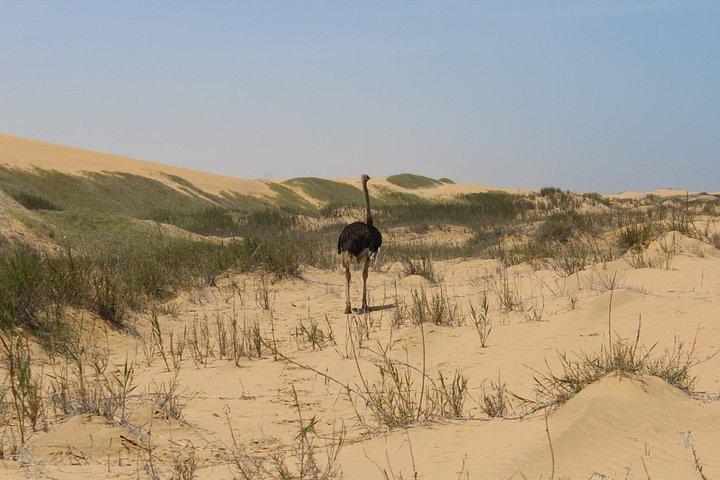 Sandwich Harbour Dunes & Ocean 4x4 oplevelse fra Walvis Bay