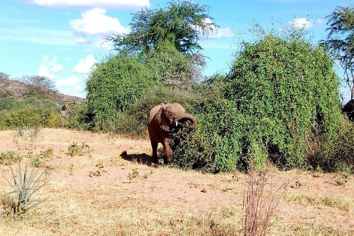 Tour di un'intera giornata al Tarangire National Park