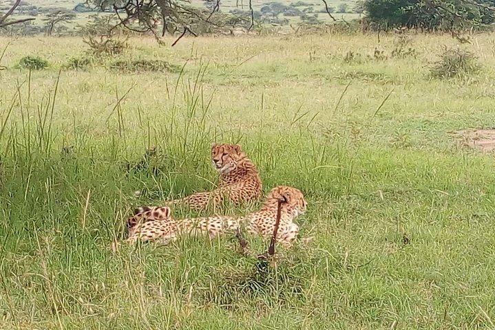 Tarangire National Park Heldagstur