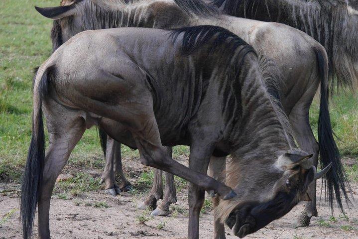 Tarangire National Park Heldagstur