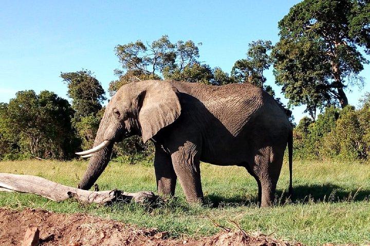 Tarangire National Park Heldagstur