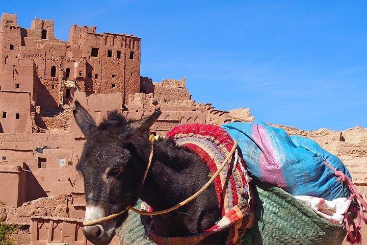 グループでのOuarzazateエクスカーション