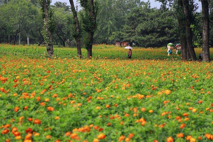 Trasferimento privato di andata e ritorno a Fragrant Hill e al Giardino Botanico