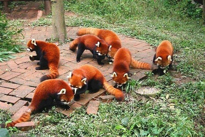 プライベート成都パンダ基地と四川料理博物館の日帰りツアー