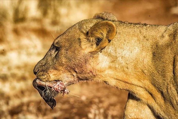 6日間:L.ナクル、Lエレメンタイタ公園、マサイマラ国立保護区