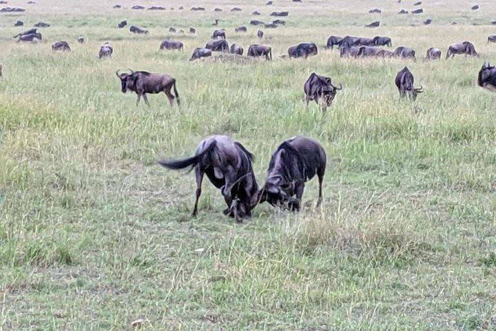 6日間:L.ナクル、Lエレメンタイタ公園、マサイマラ国立保護区